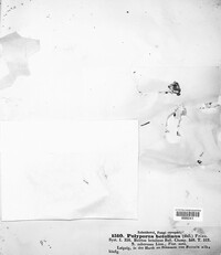 Fomitopsis betulina image